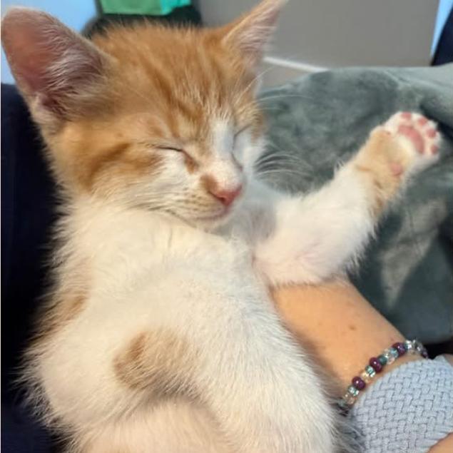 Maximillian, a Adoptable Domestic Short Hair in Charlottesville, VA image 2/6