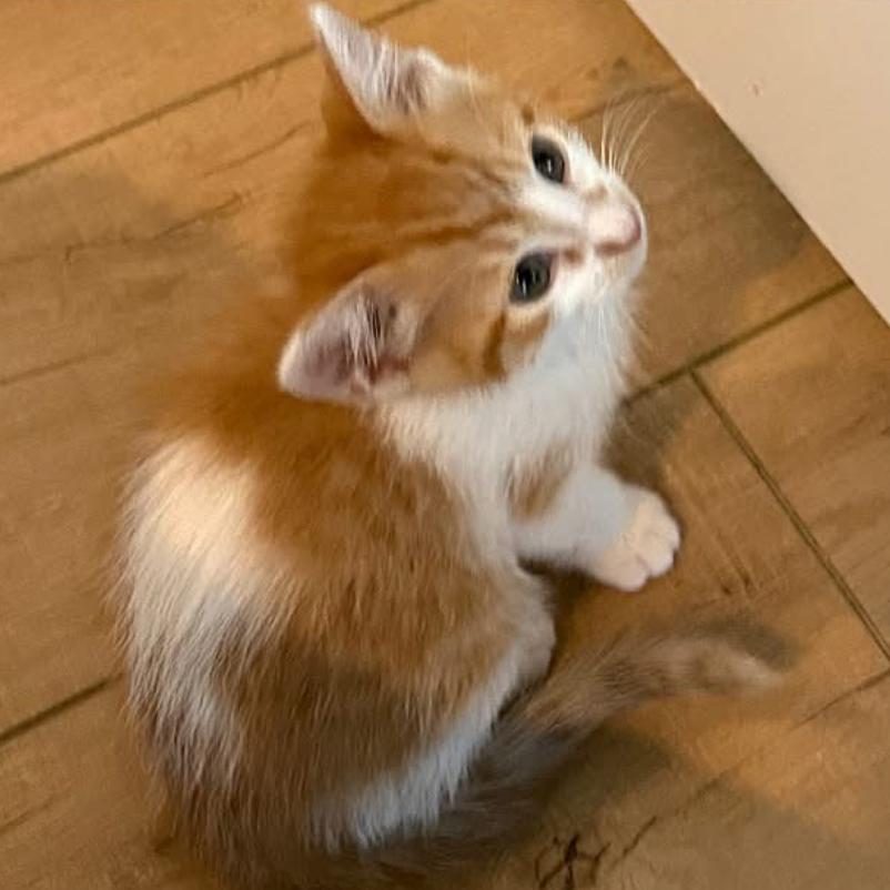 Maximillian, a Adoptable Domestic Short Hair in Charlottesville, VA image 3/6
