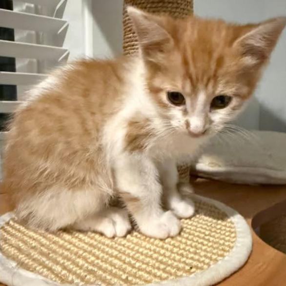 Maximillian, a Adoptable Domestic Short Hair in Charlottesville, VA image 4/6