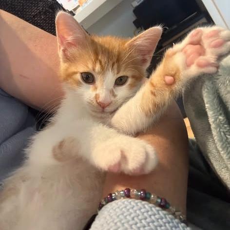 Maximillian, a Adoptable Domestic Short Hair in Charlottesville, VA image 5/6