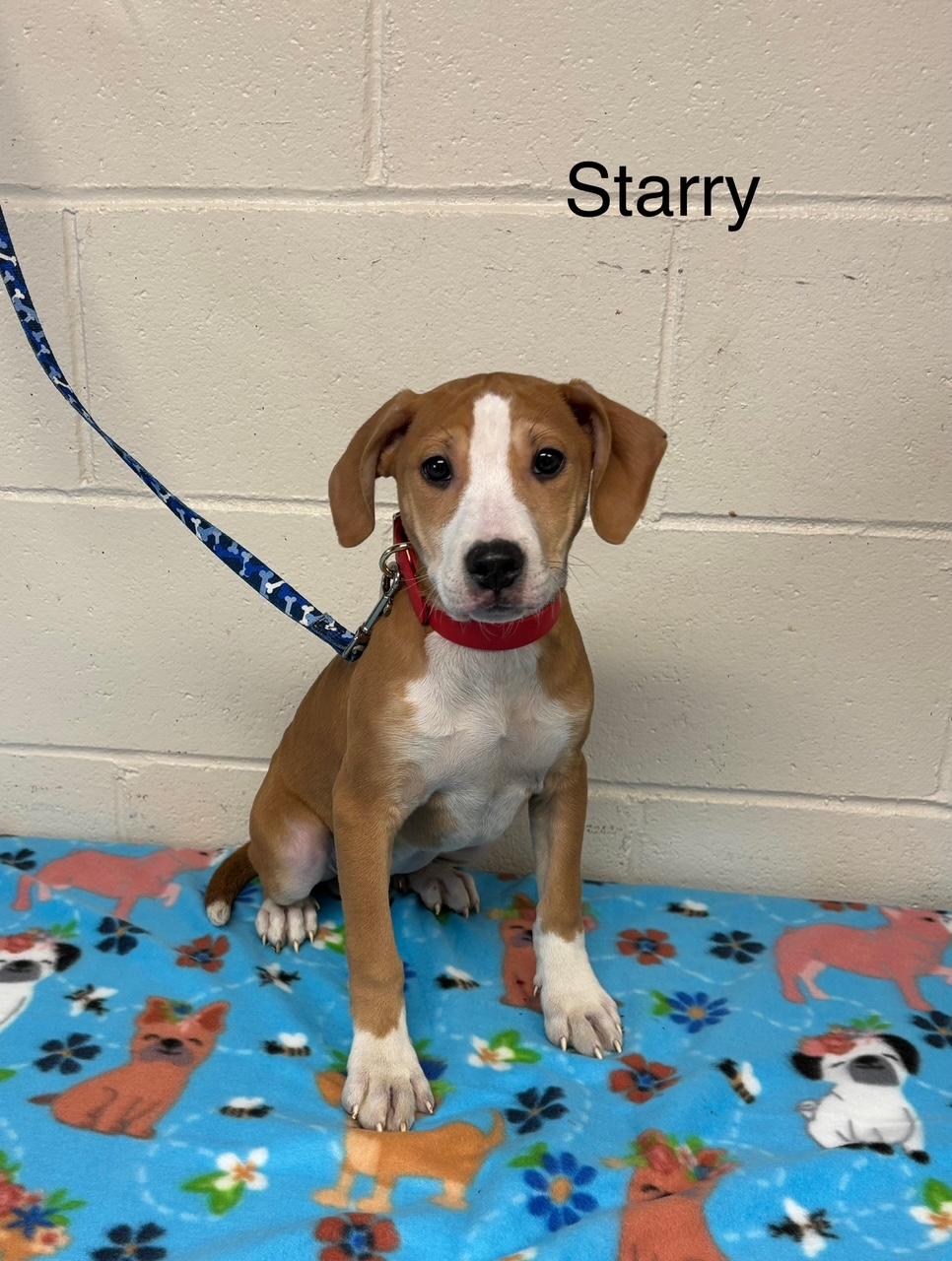 Starry, Young Female Pit Bull Terrier