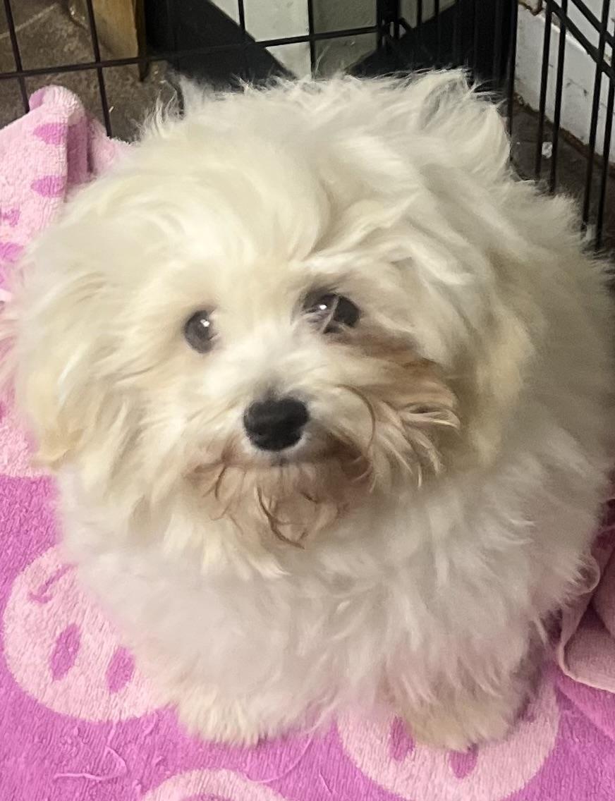 Enlarge Eli, an adopted Maltipoo in Los Angeles, CA image 2/2