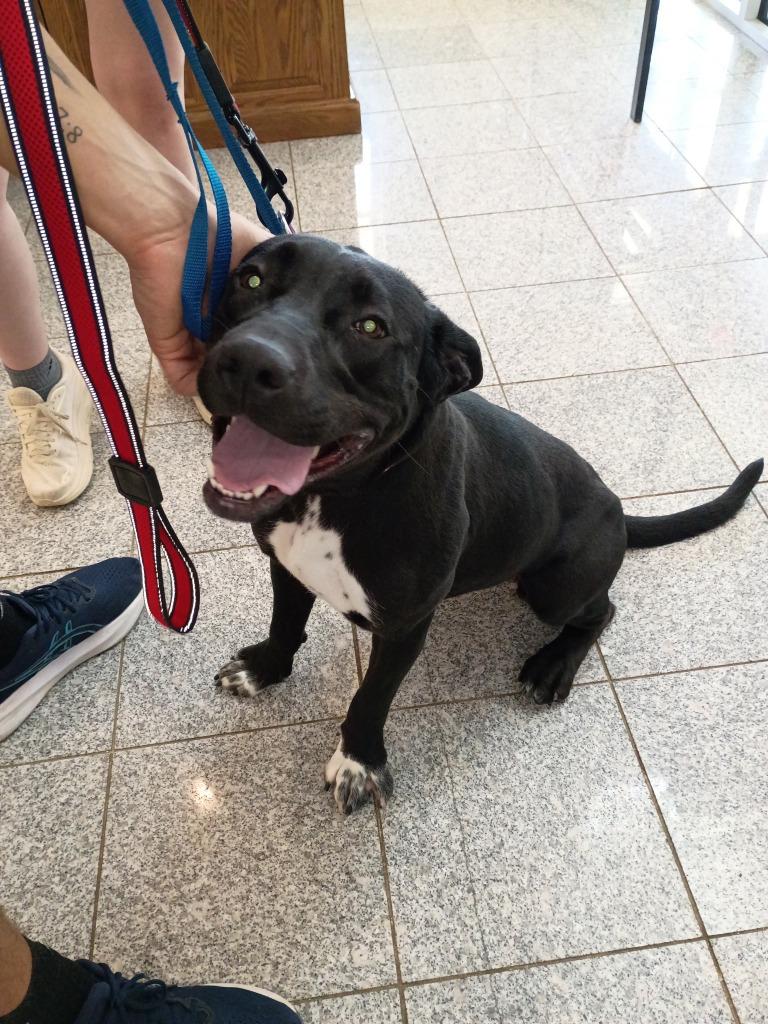 Enlarge Onyx, a Adoptable mixed breed in Angola, IN image 1/6