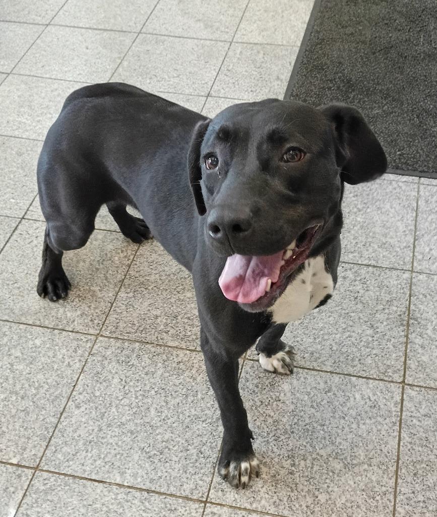 Enlarge Onyx, a Adoptable mixed breed in Angola, IN image 2/6