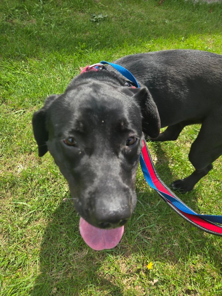 Enlarge Onyx, a Adoptable mixed breed in Angola, IN image 3/6