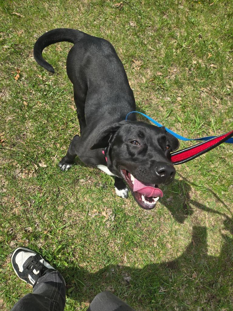 Enlarge Onyx, a Adoptable mixed breed in Angola, IN image 4/6