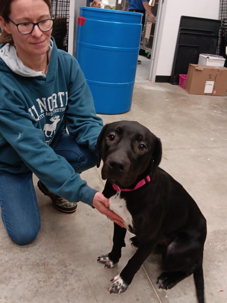 Enlarge Onyx, a Adoptable mixed breed in Angola, IN image 5/6