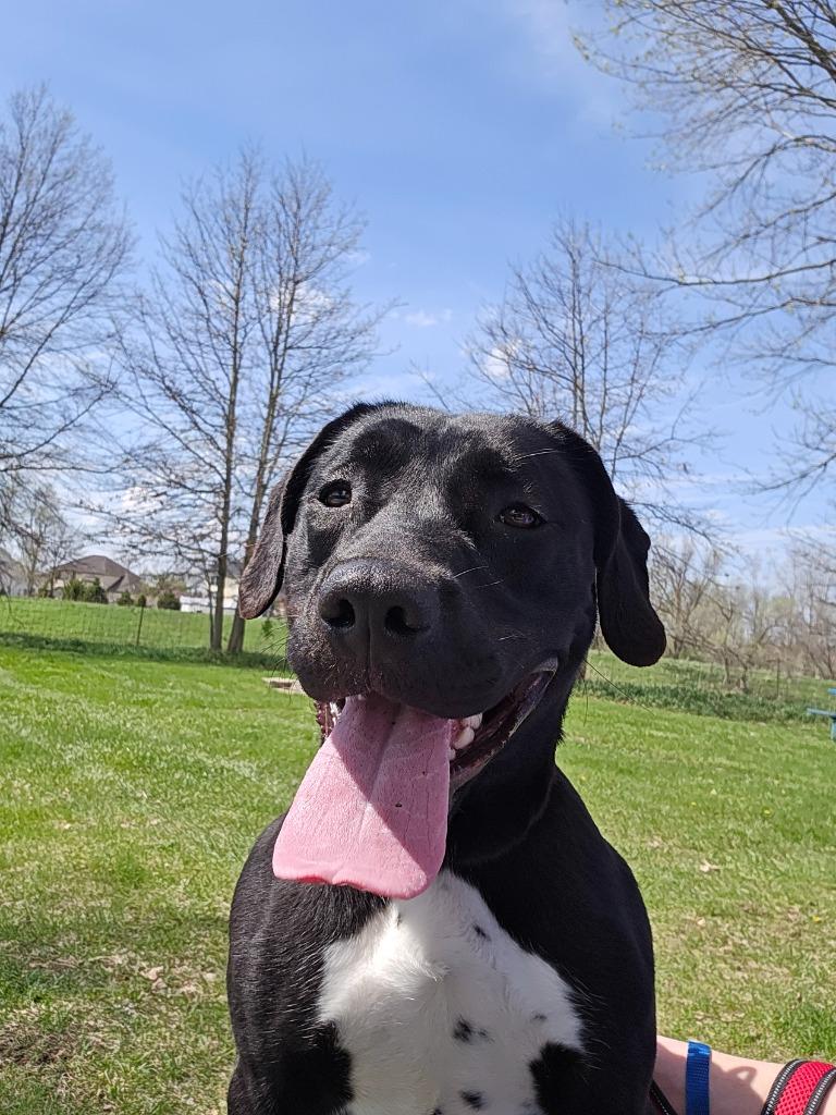 Enlarge Onyx, a Adoptable mixed breed in Angola, IN image 6/6