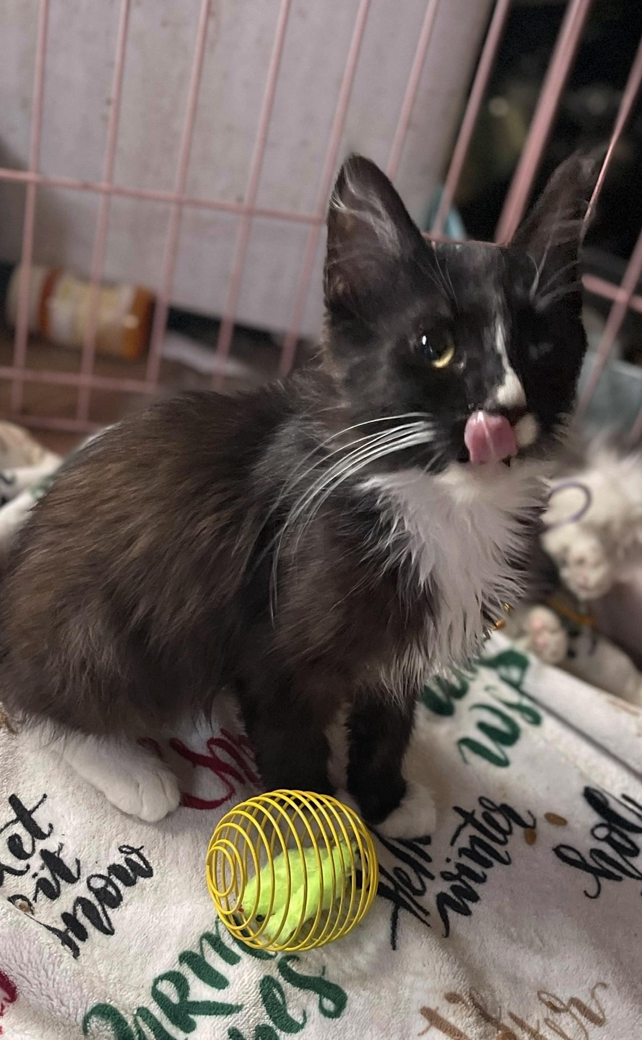 Elmyra, Adoptable, Young Female Tuxedo.