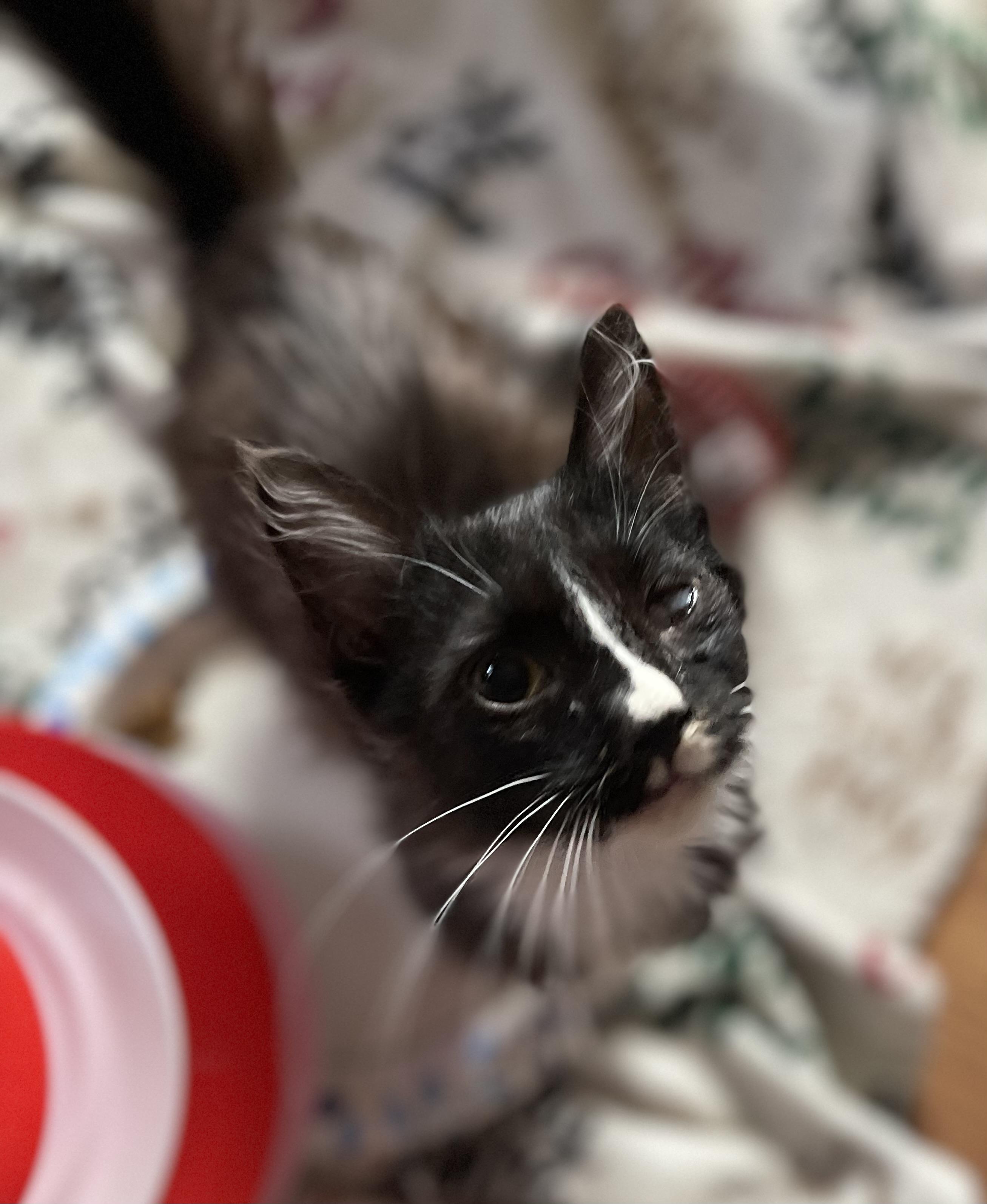 Enlarge Elmyra, a Adoptable Tuxedo in Bell Gardens, CA image 2/4