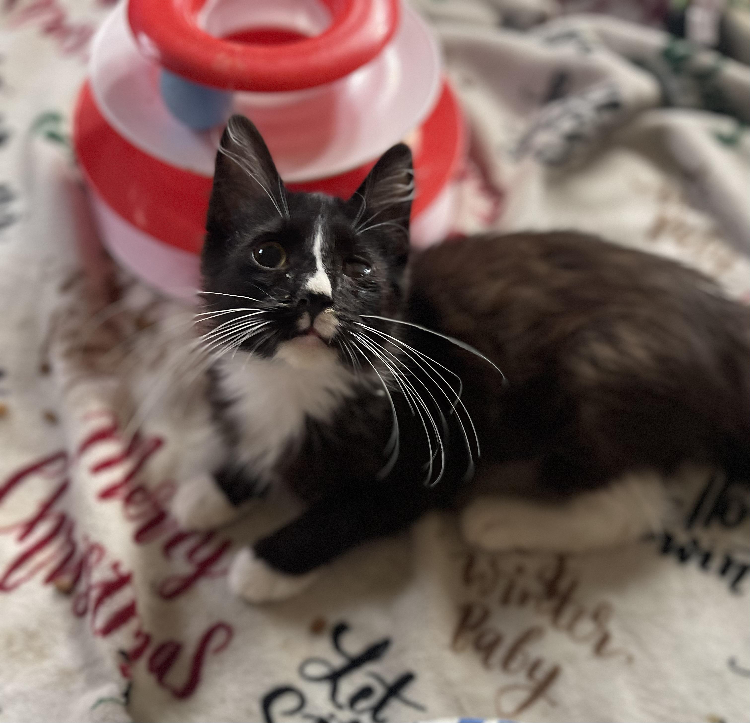 Enlarge Elmyra, a Adoptable Tuxedo in Bell Gardens, CA image 3/4