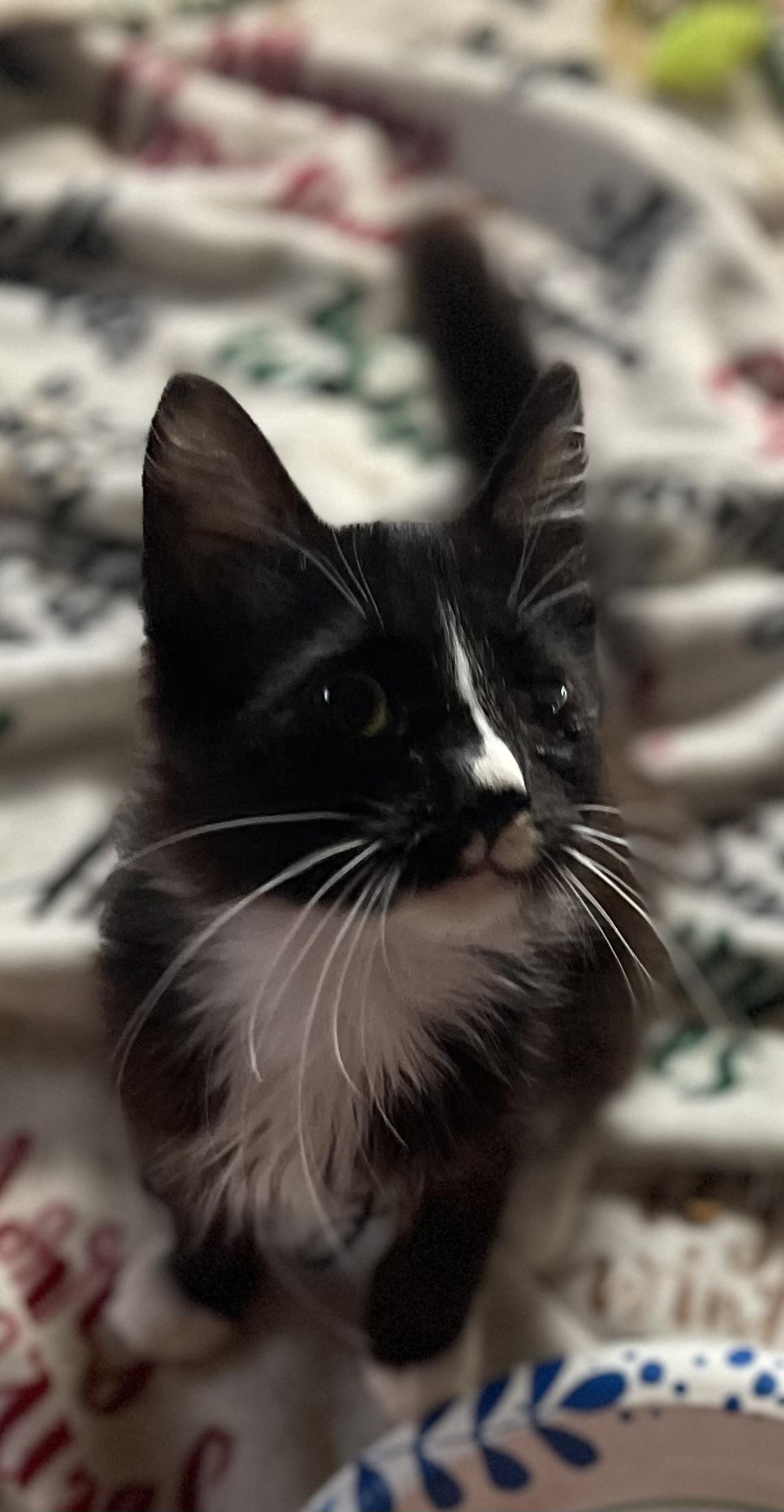Enlarge Elmyra, a Adoptable Tuxedo in Bell Gardens, CA image 4/4