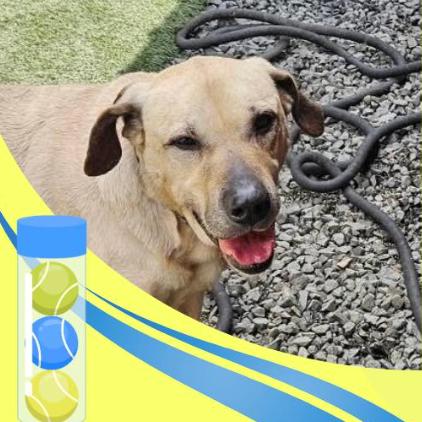 Tarzan, Adoptable, Adult Male Anatolian Shepherd & Hound.