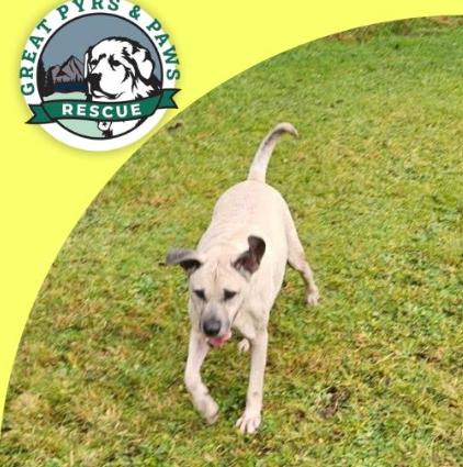 Tarzan, a Adoptable mixed breed in Shelton, WA image 2/3