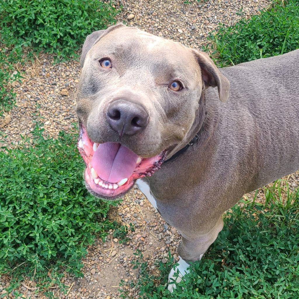 Enlarge Big Papa, a Adoptable Terrier in West Des Moines, IA image 2/5