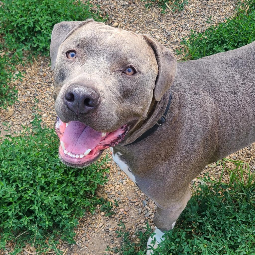 Enlarge Big Papa, a Adoptable Terrier in West Des Moines, IA image 4/5