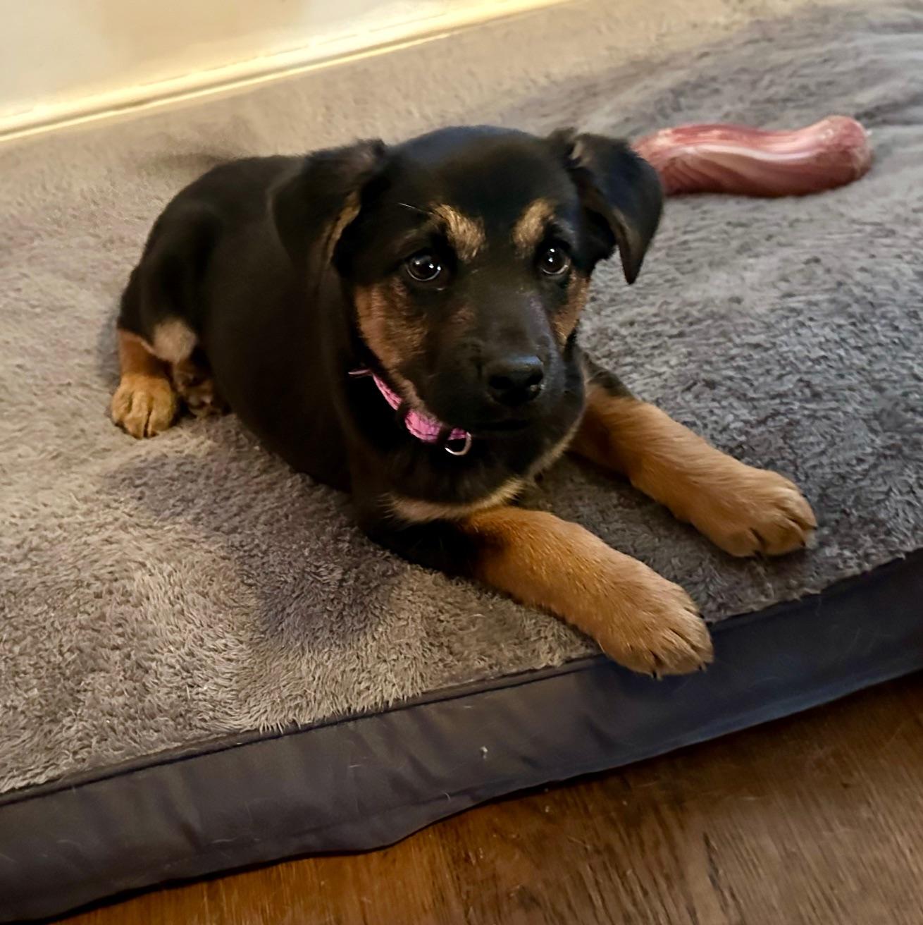 Tinsel , ADOPTABLE, Puppy Female Mixed Breed.