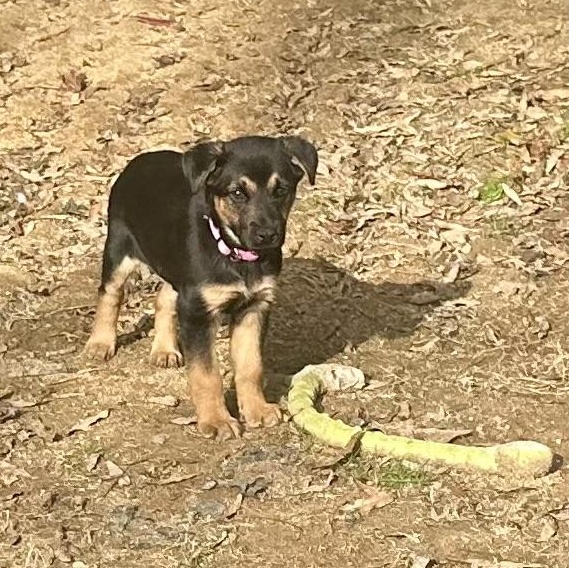 Enlarge Tinsel , a ADOPTABLE mixed breed in Richmond, VA image 3/6