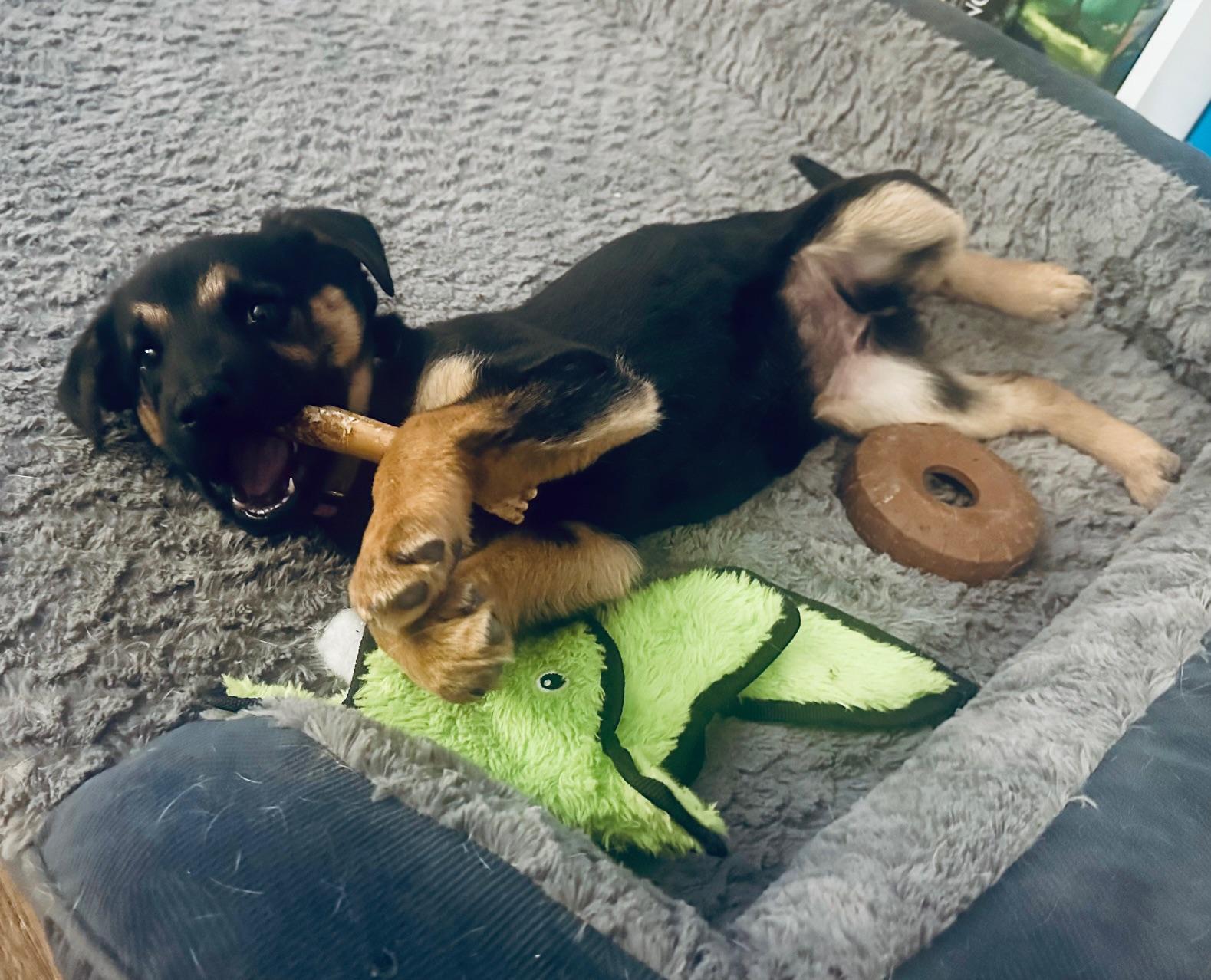 Enlarge Tinsel , a ADOPTABLE mixed breed in Richmond, VA image 2/6