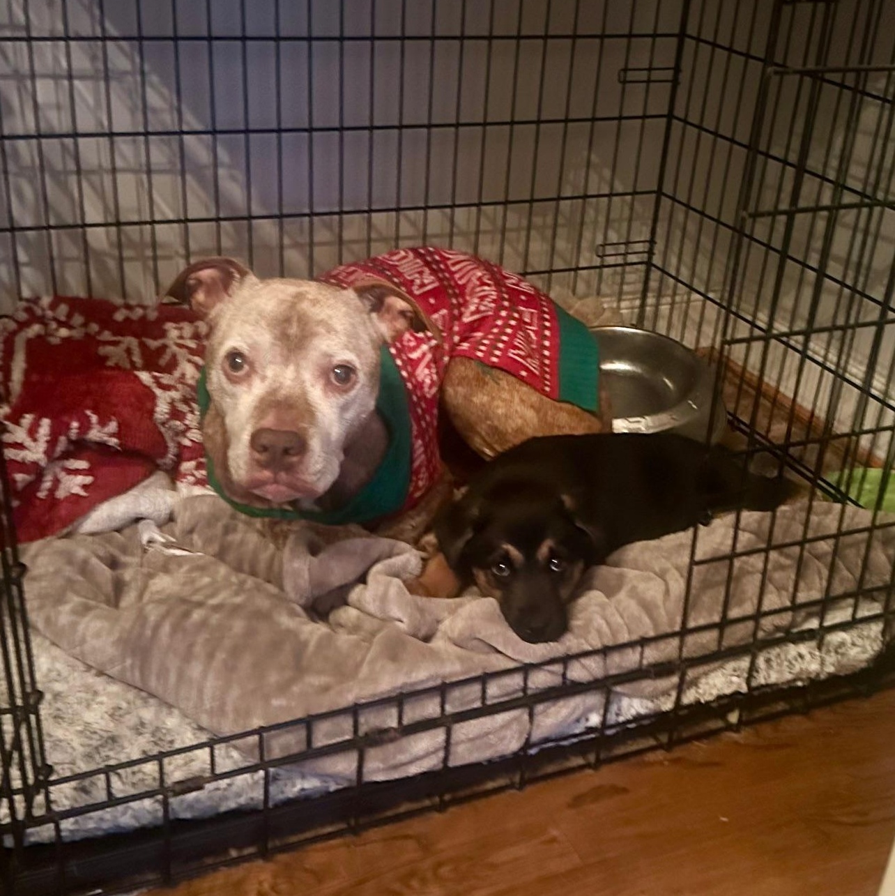 Enlarge Tinsel , a ADOPTABLE mixed breed in Richmond, VA image 5/6