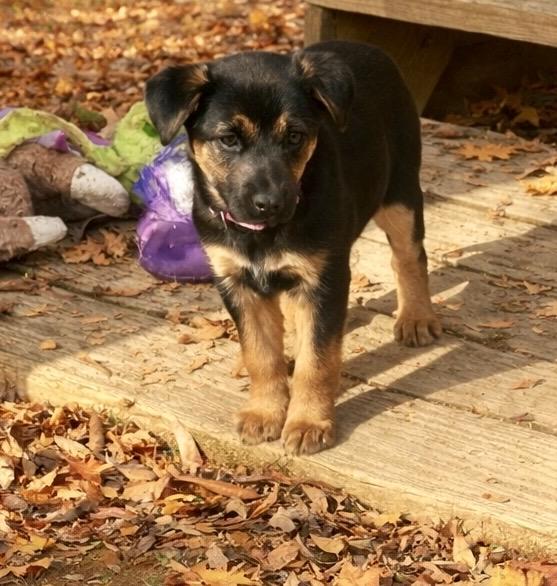 Enlarge Tinsel , a ADOPTABLE mixed breed in Richmond, VA image 4/6