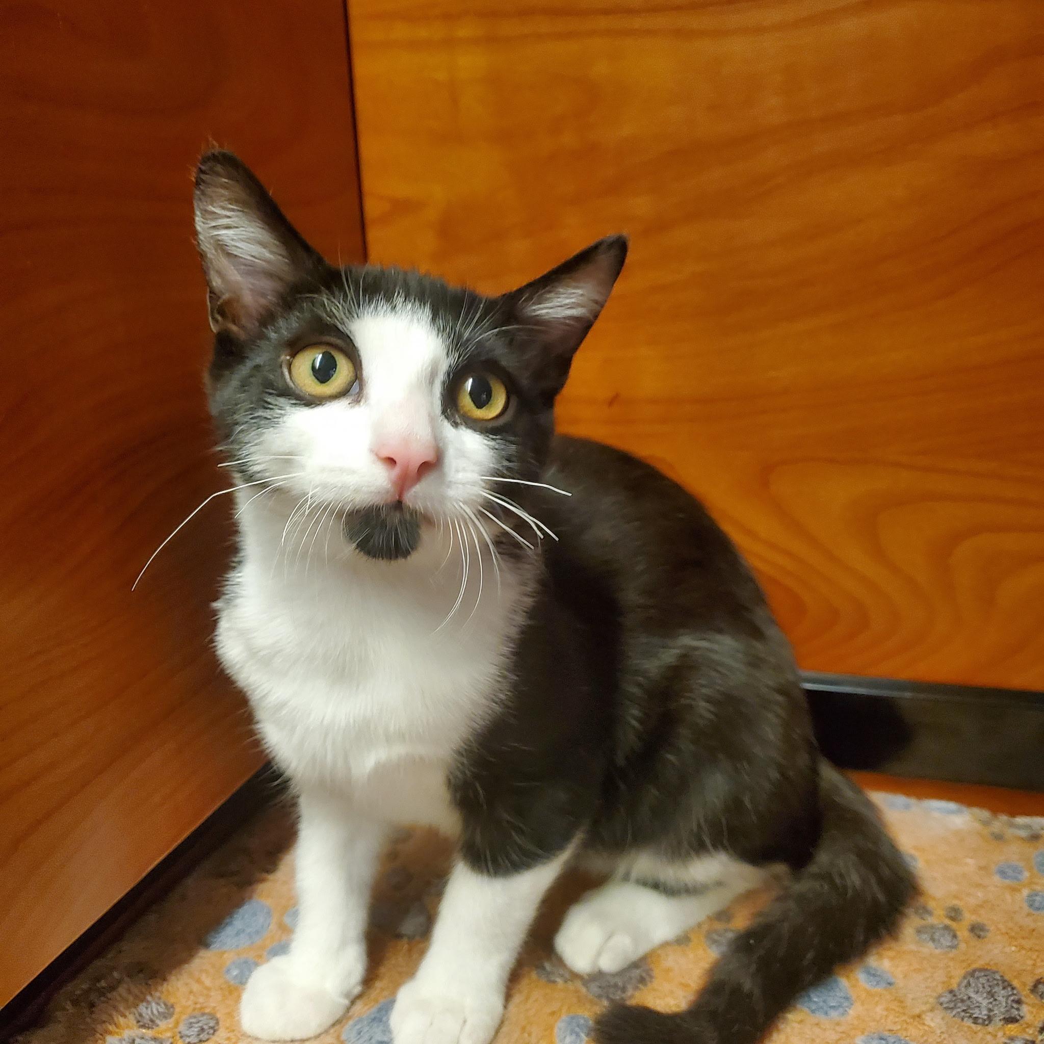 Enlarge Jim, a Adoptable Domestic Short Hair in Bellmore, NY image 2/3