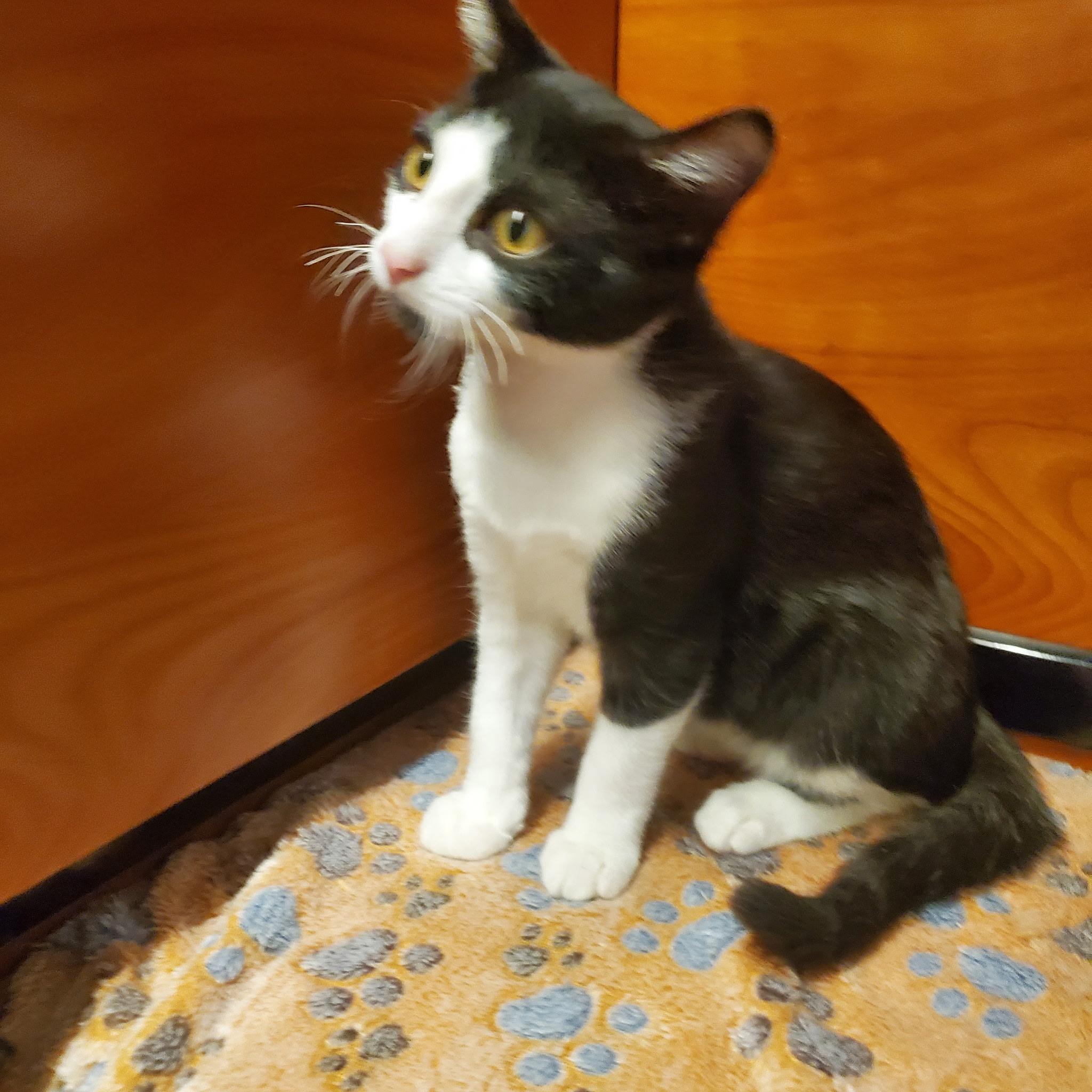 Enlarge Jim, a Adoptable Domestic Short Hair in Bellmore, NY image 3/3