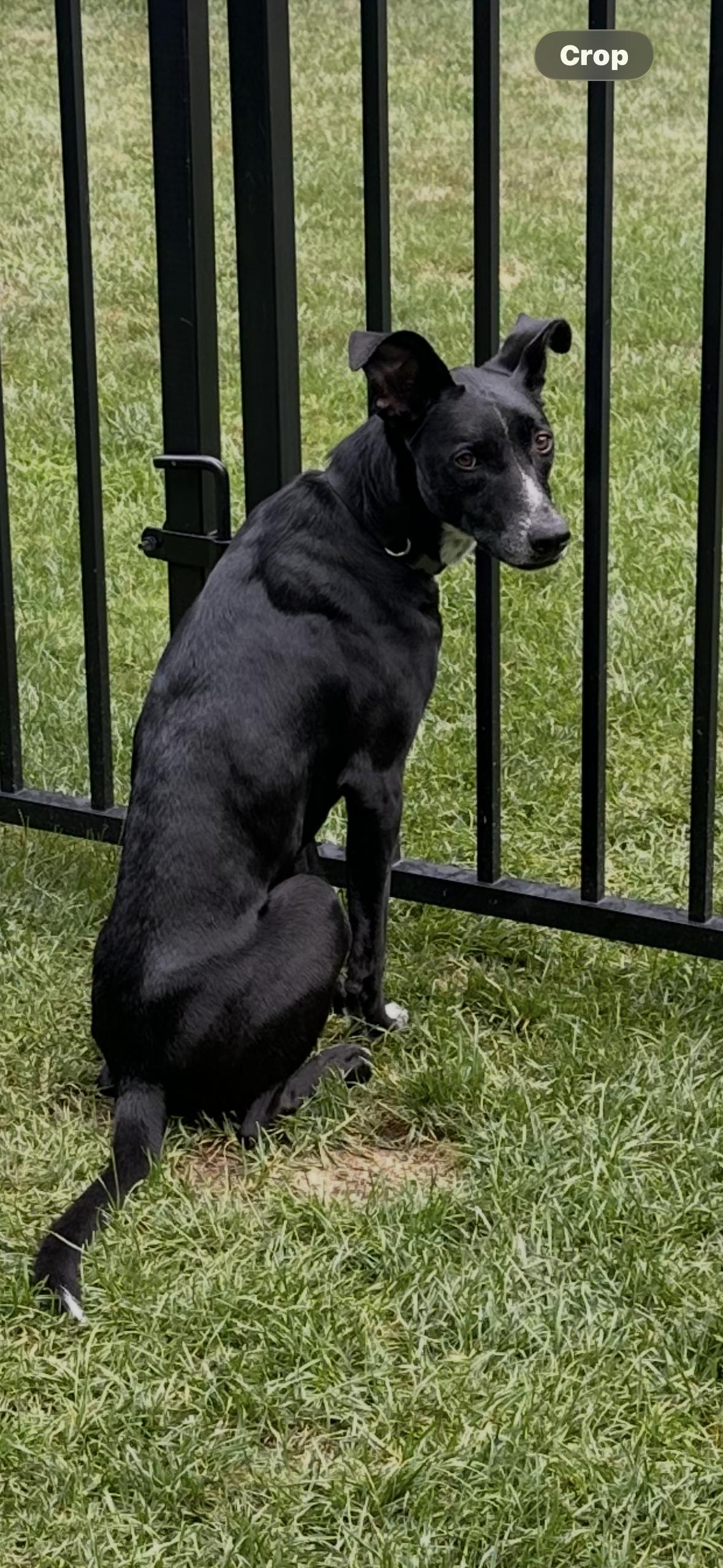 Maya - sweet, gentle and affectionate, an adopted mixed breed in Weston, MA image 5/6