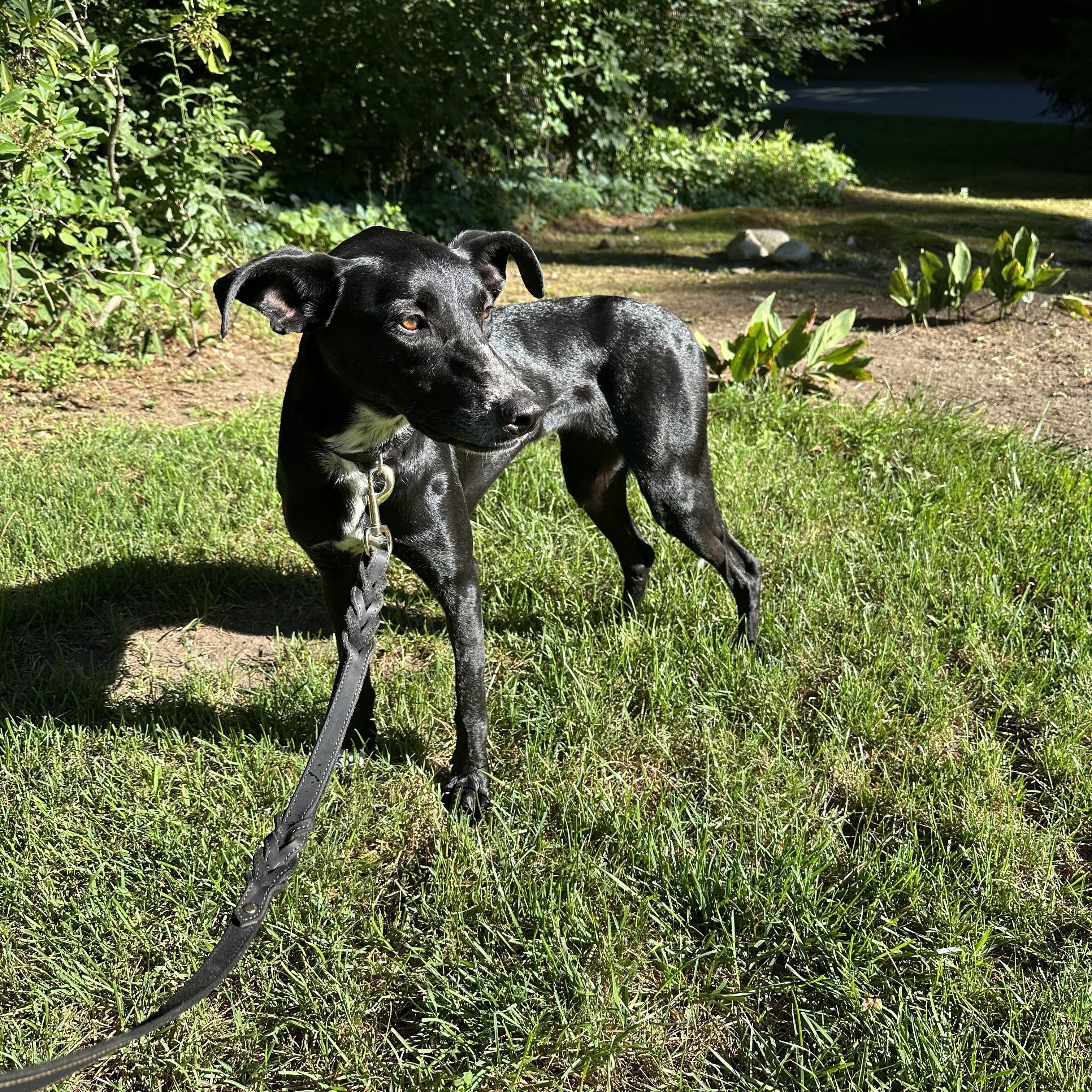 Maya - sweet, gentle and affectionate, an adopted mixed breed in Weston, MA image 6/6