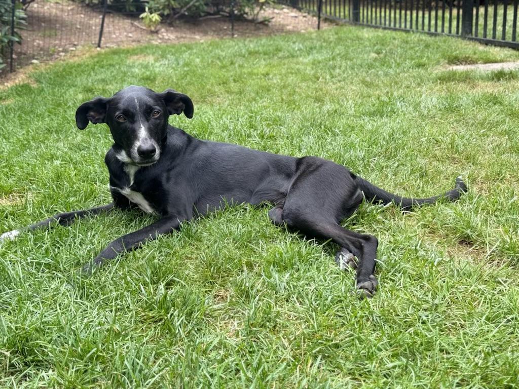Maya - sweet, gentle and affectionate, an adopted mixed breed in Weston, MA image 1/6