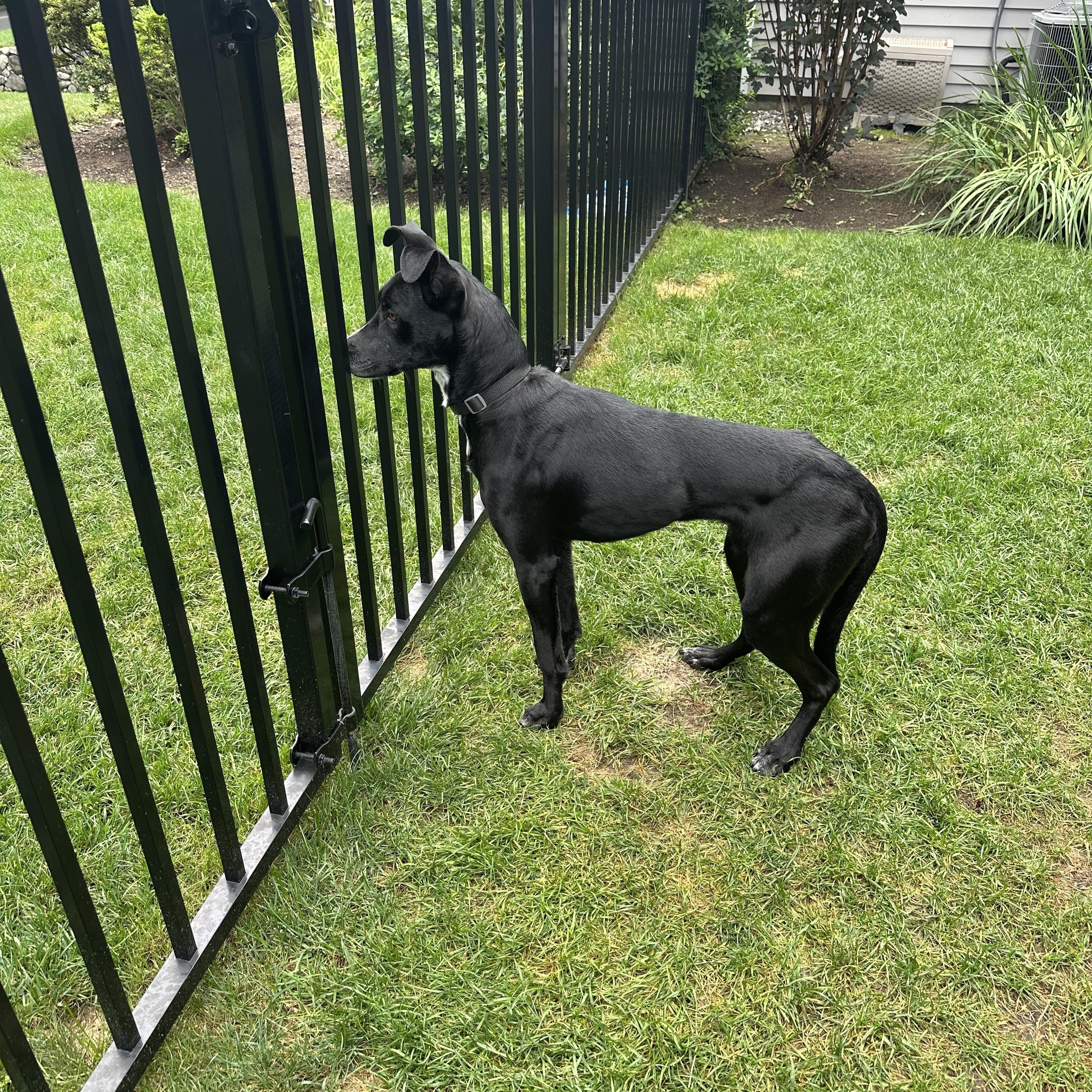 Maya - sweet, gentle and affectionate, an adopted mixed breed in Weston, MA image 2/6