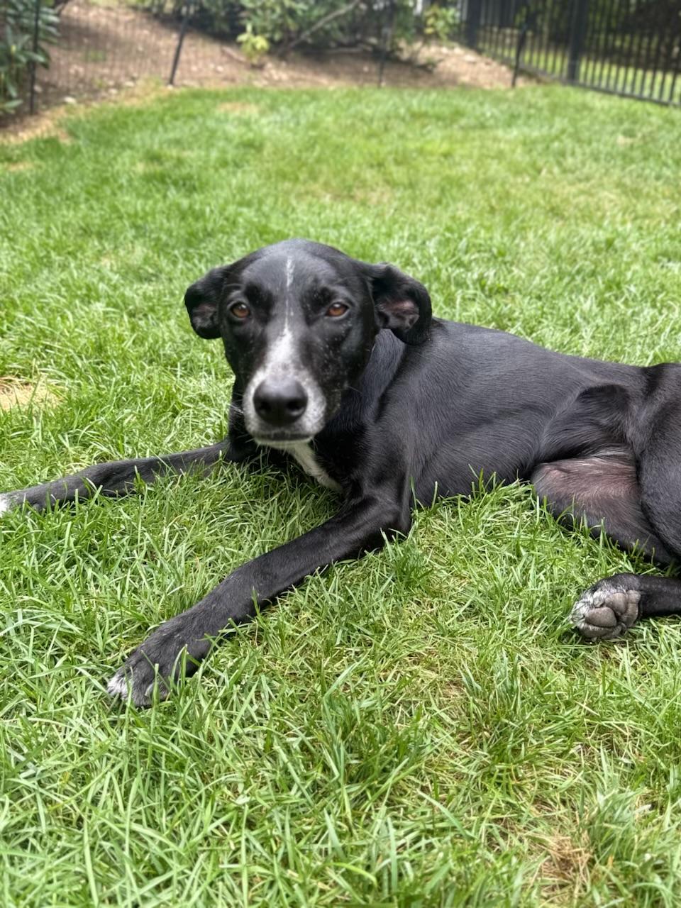 Maya - sweet, gentle and affectionate, an adopted mixed breed in Weston, MA image 3/6