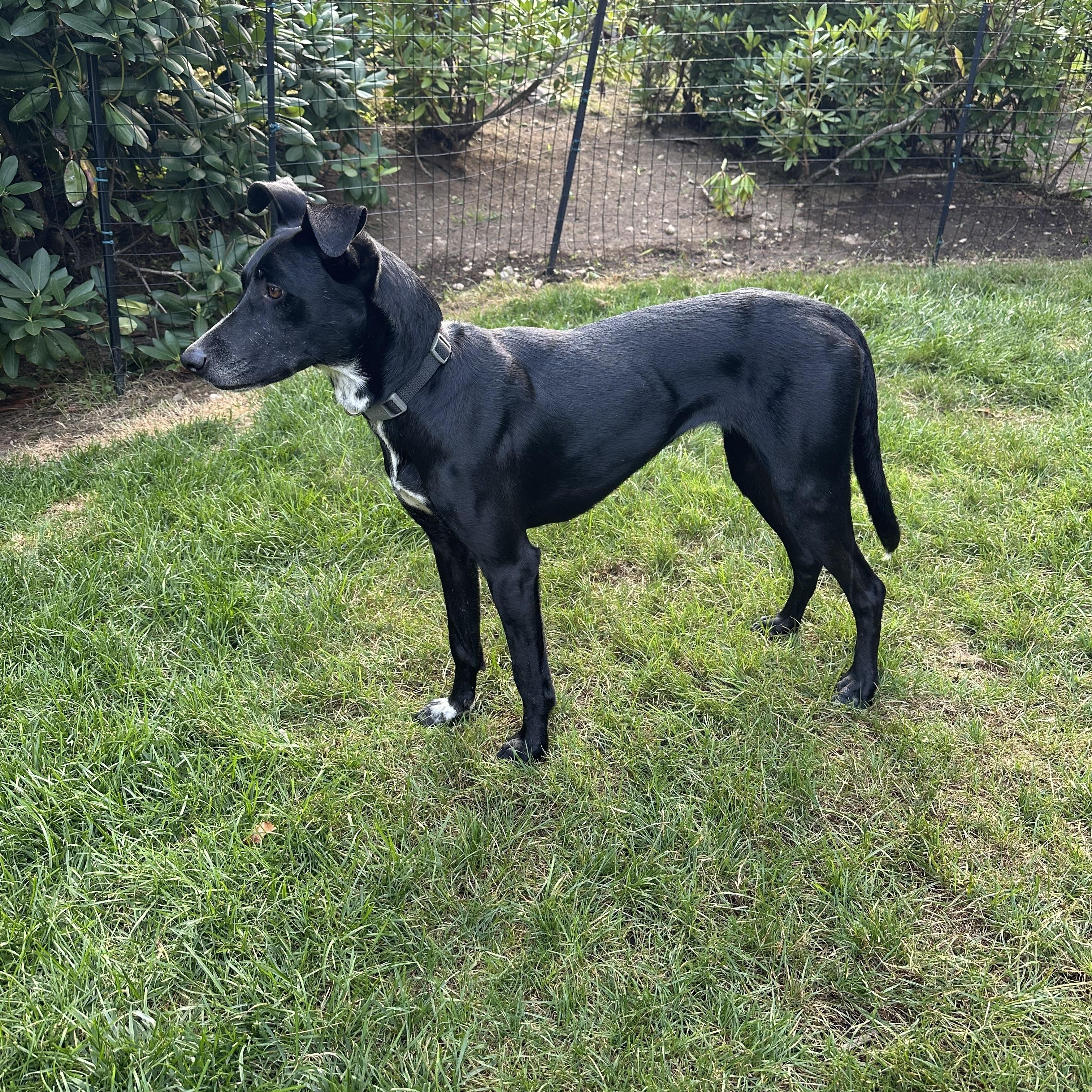 Maya - sweet, gentle and affectionate, an adopted mixed breed in Weston, MA image 4/6