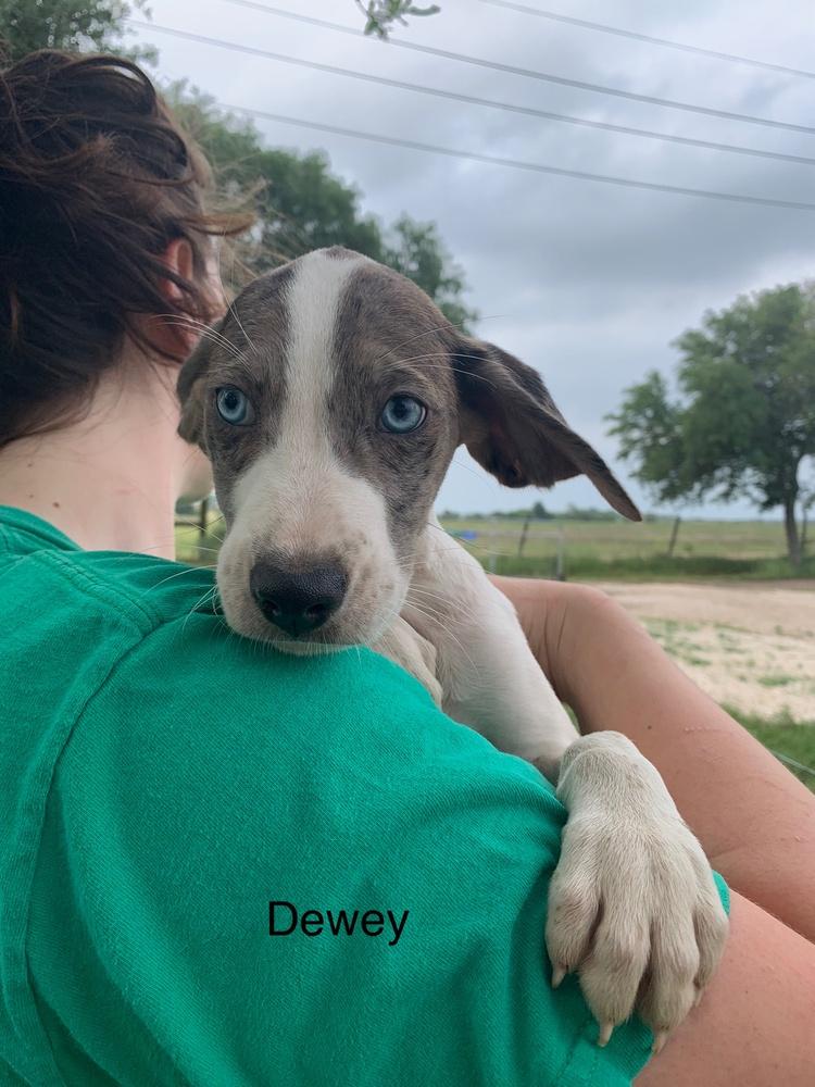 Enlarge Dewey, a Adopted mixed breed in Sealy, TX image 1/2