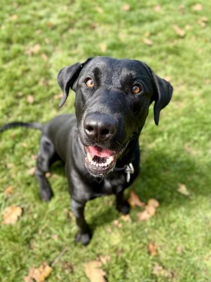 Major, Adoptable, Adult Male Black Labrador Retriever.