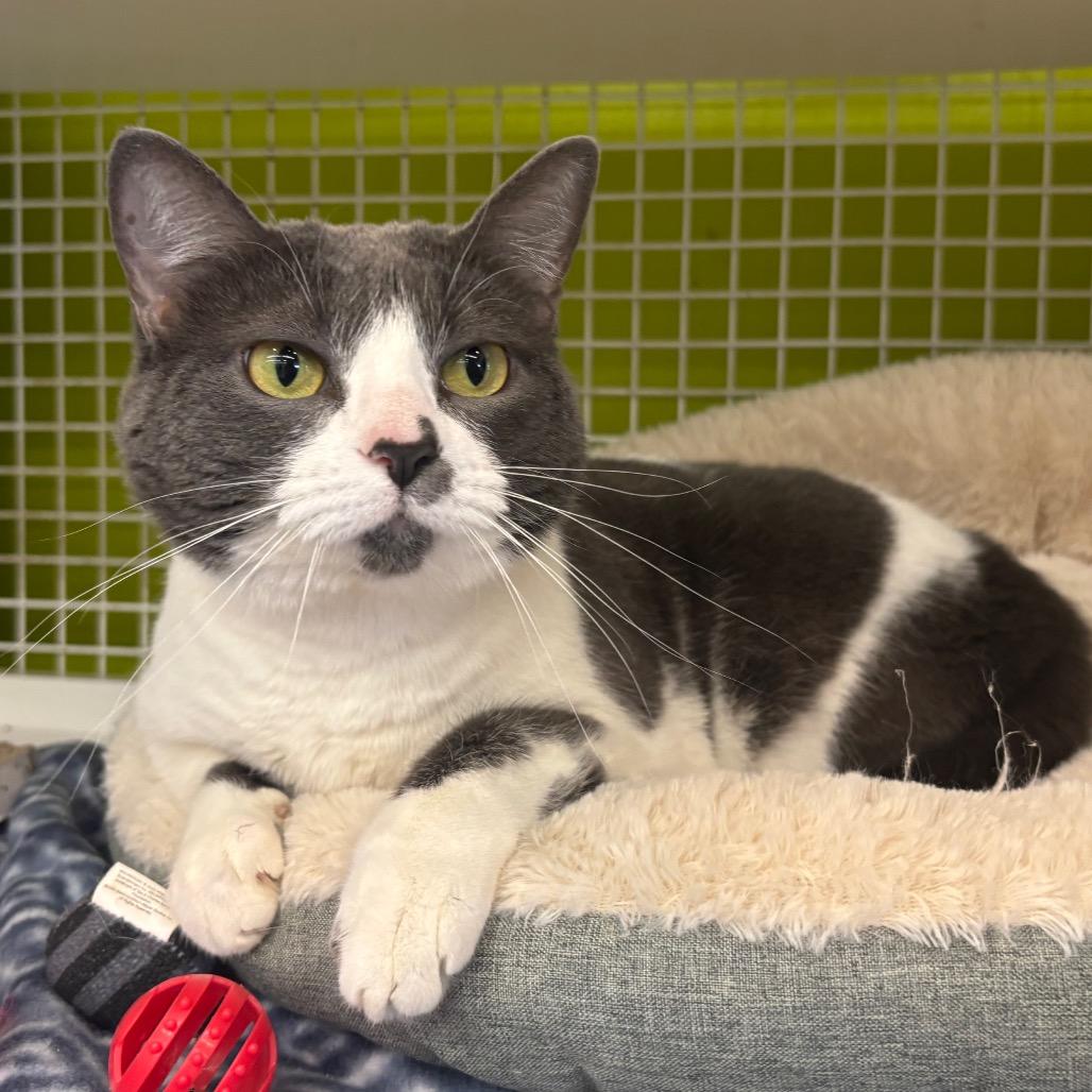 Stella, Adoptable, Adult Female Domestic Short Hair.