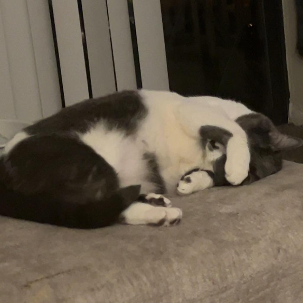 Stella, Adoptable, Adult Female Domestic Short Hair.