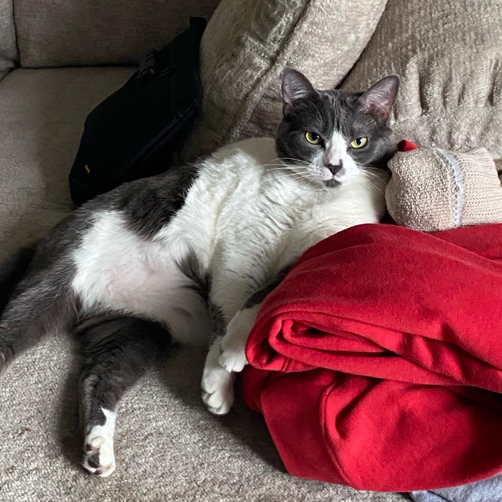 Enlarge Stella, a Adoptable Domestic Short Hair in La Grange, KY image 2/3