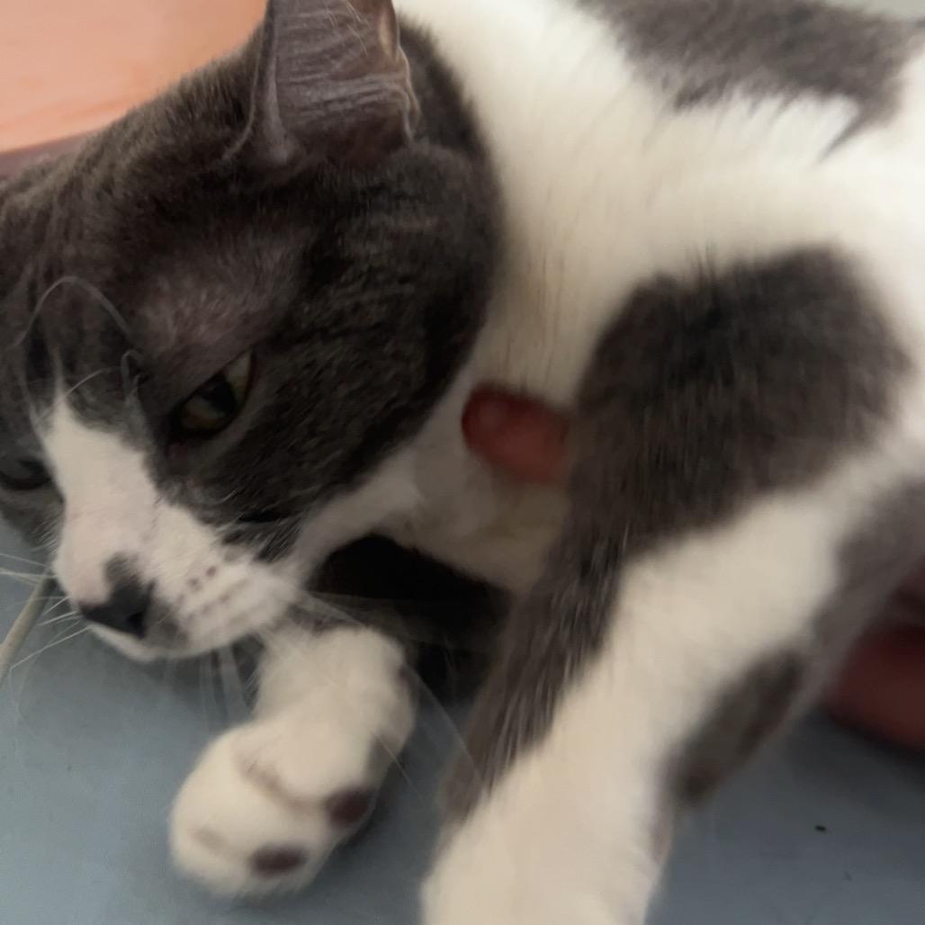 Enlarge Stella, a Adoptable Domestic Short Hair in La Grange, KY image 3/3