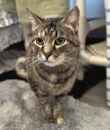 Malbec, an adoptable Domestic Short Hair in Traverse City, MI, 49696 | Photo Image 2