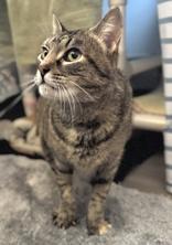 Malbec, an adoptable Domestic Short Hair in Traverse City, MI, 49696 | Photo Image 3