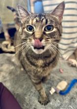 Malbec, an adoptable Domestic Short Hair in Traverse City, MI, 49696 | Photo Image 4