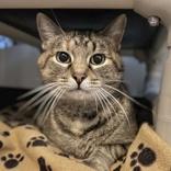 Malbec, an adoptable Domestic Short Hair in Traverse City, MI, 49696 | Photo Image 1