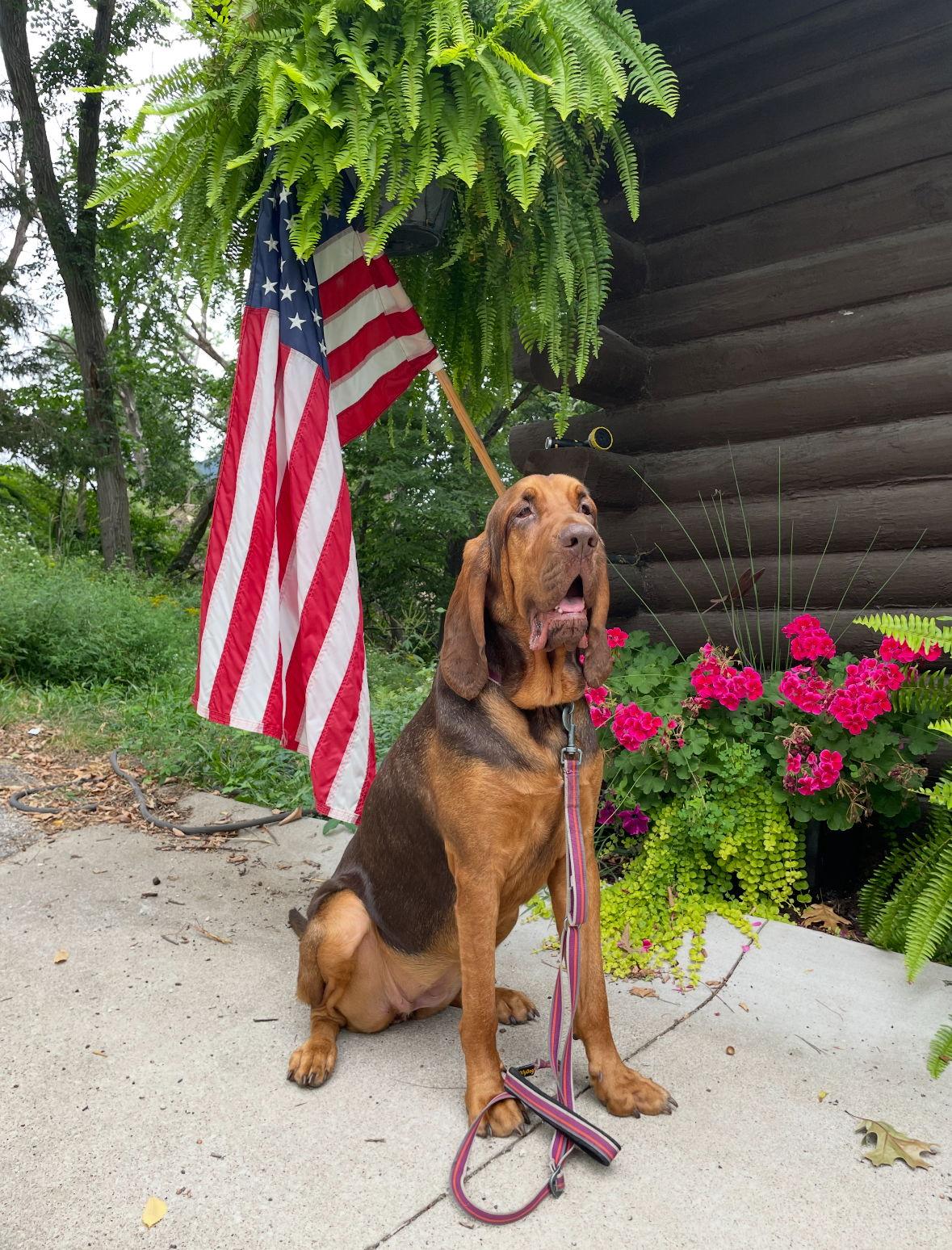 Wapsi, Adoptable, Adult Female Bloodhound.