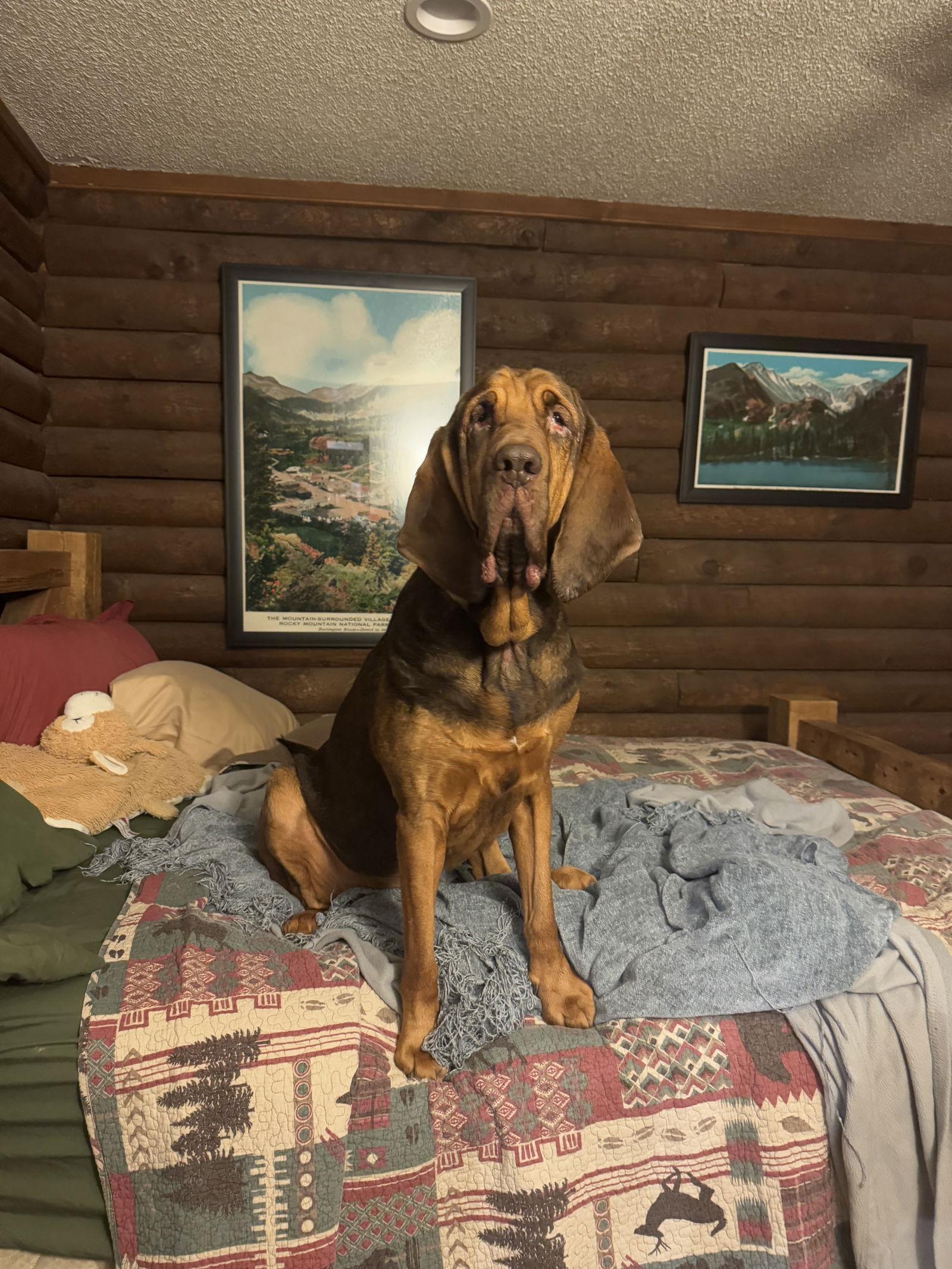 Wapsi, a Adoptable Bloodhound in Coralville, IA image 2/3