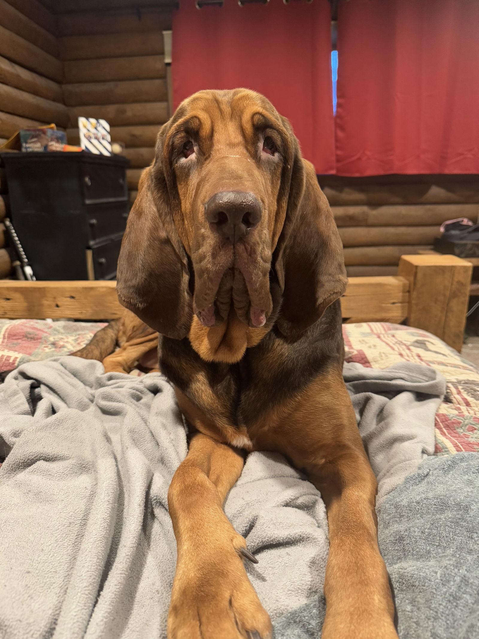 Wapsi, a Adoptable Bloodhound in Coralville, IA image 3/3