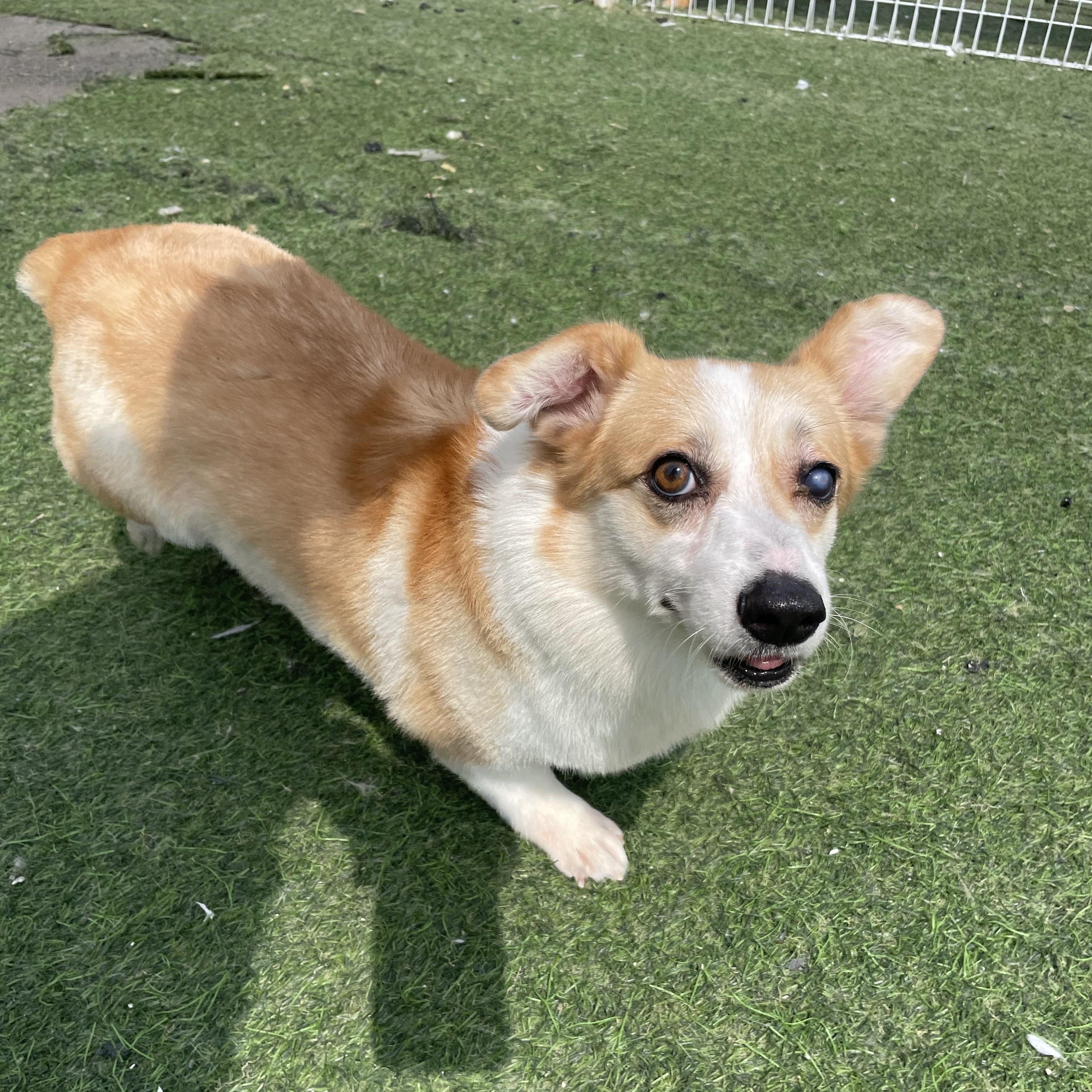 Banny, a Adoptable Cardigan Welsh Corgi in Centreville, VA image 2/5