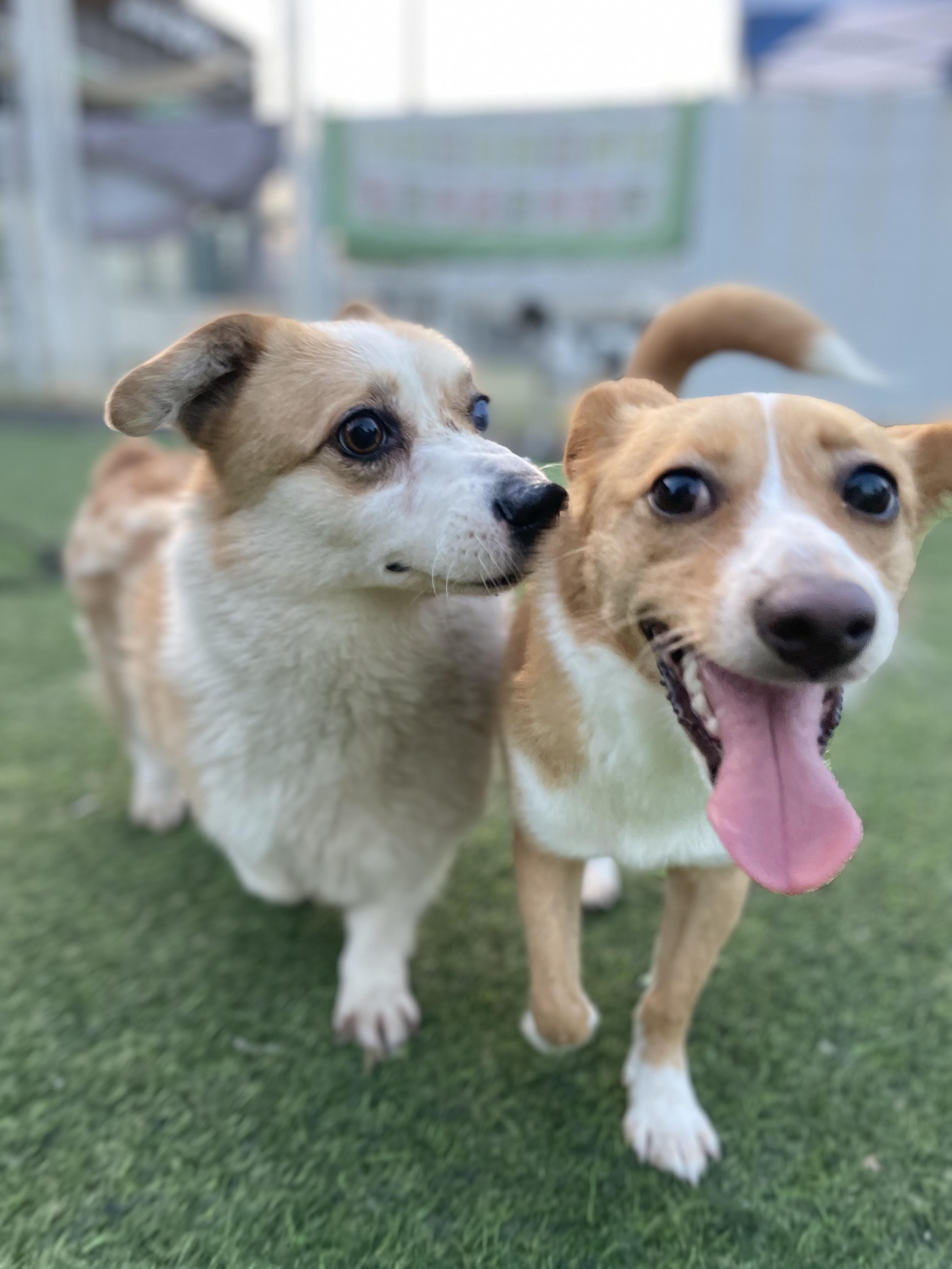 Banny, a Adoptable Cardigan Welsh Corgi in Centreville, VA image 3/5
