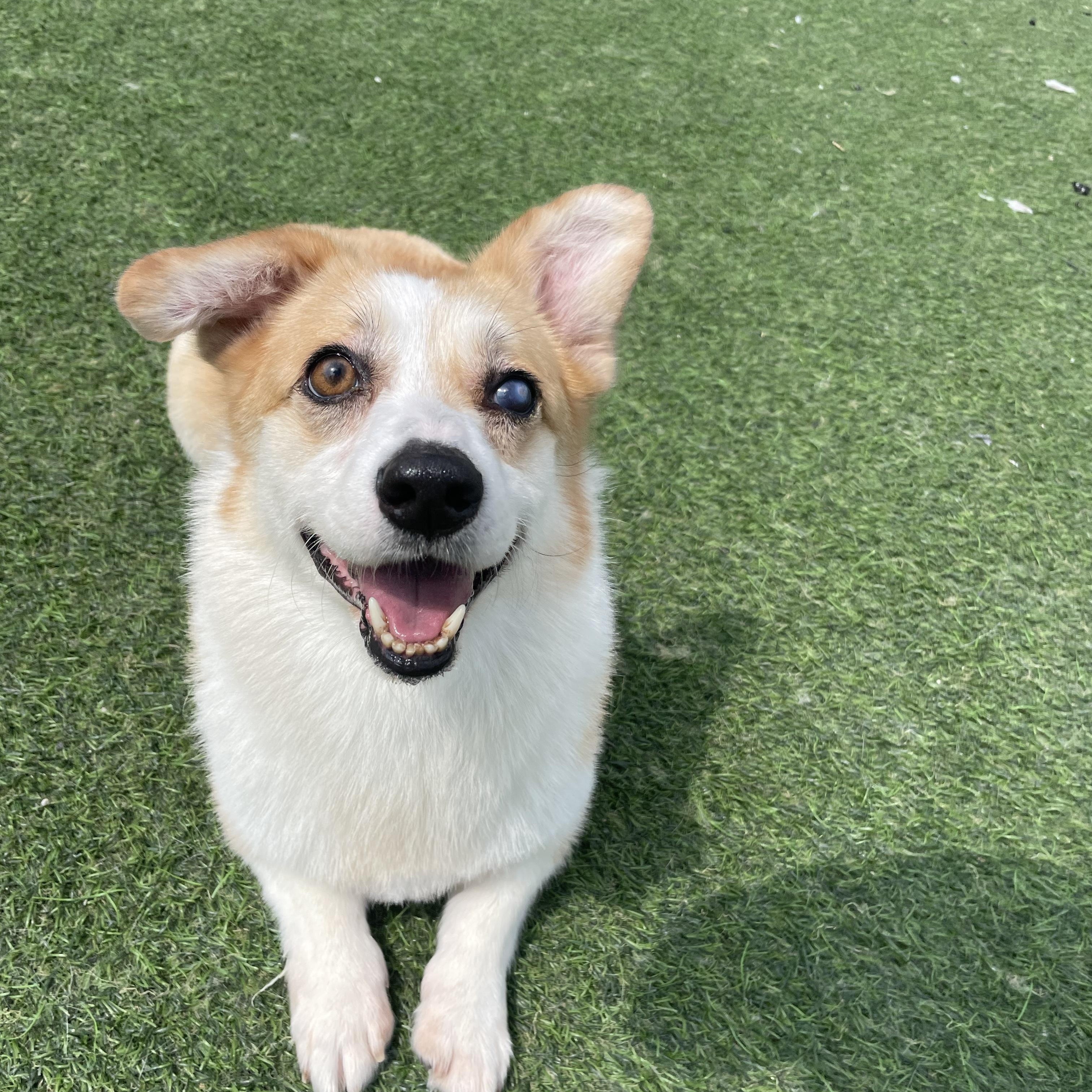 Banny, a Adoptable Cardigan Welsh Corgi in Centreville, VA image 4/5