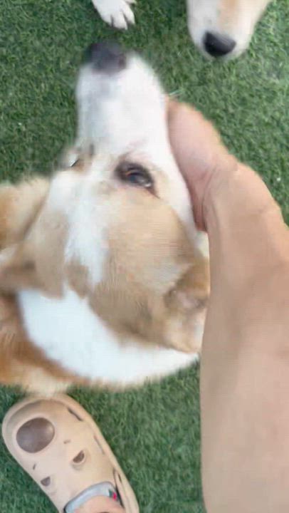 Enlarge Banny, a Adoptable Cardigan Welsh Corgi in Centreville, VA video 5/5